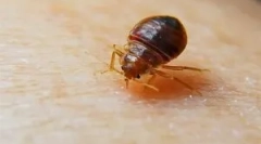 Lahko ljudje živijo na osebi?